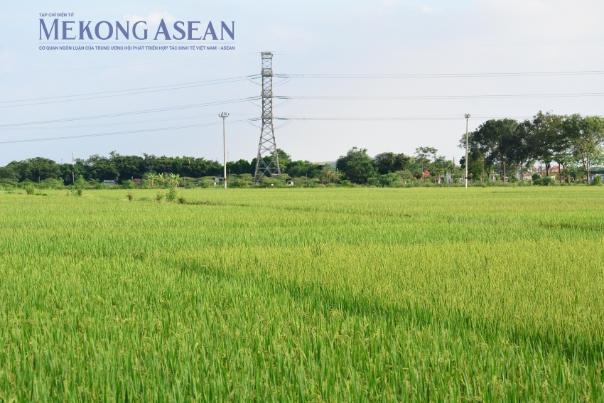 Nông nghiệp tập trung khôi phục sản xuất sau thiên tai trong tháng 11