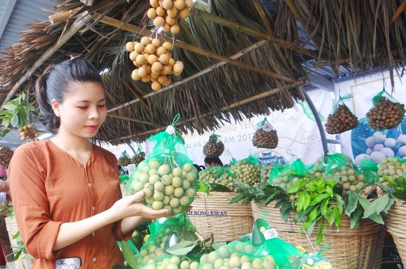 Nhãn lồng Hưng Yên. Ảnh: Phùng Nguyện.