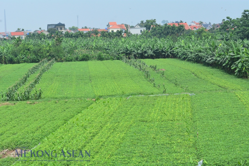 Thành lập Ban chỉ đạo dữ liệu nông nghiệp và môi trường