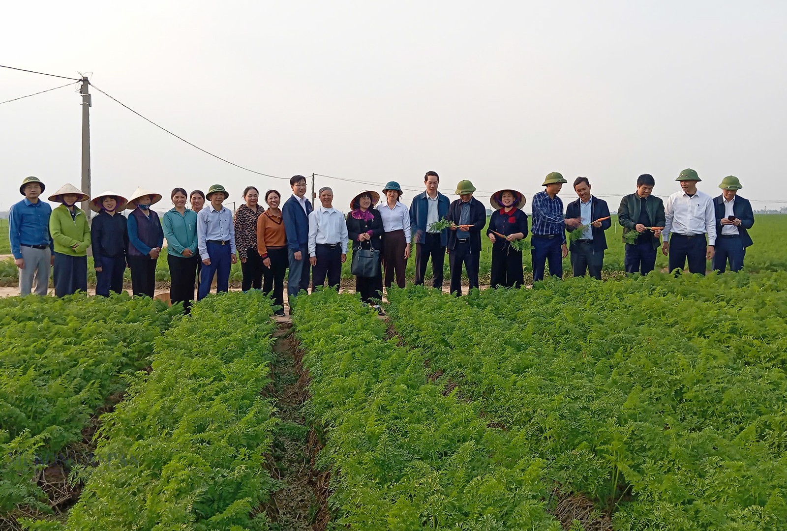 Vụ Đông năm 2025, toàn thành phố Hải Phòng gieo trồng khoảng 1.300 ha cà rốt. Ảnh: Tạ Sơn.