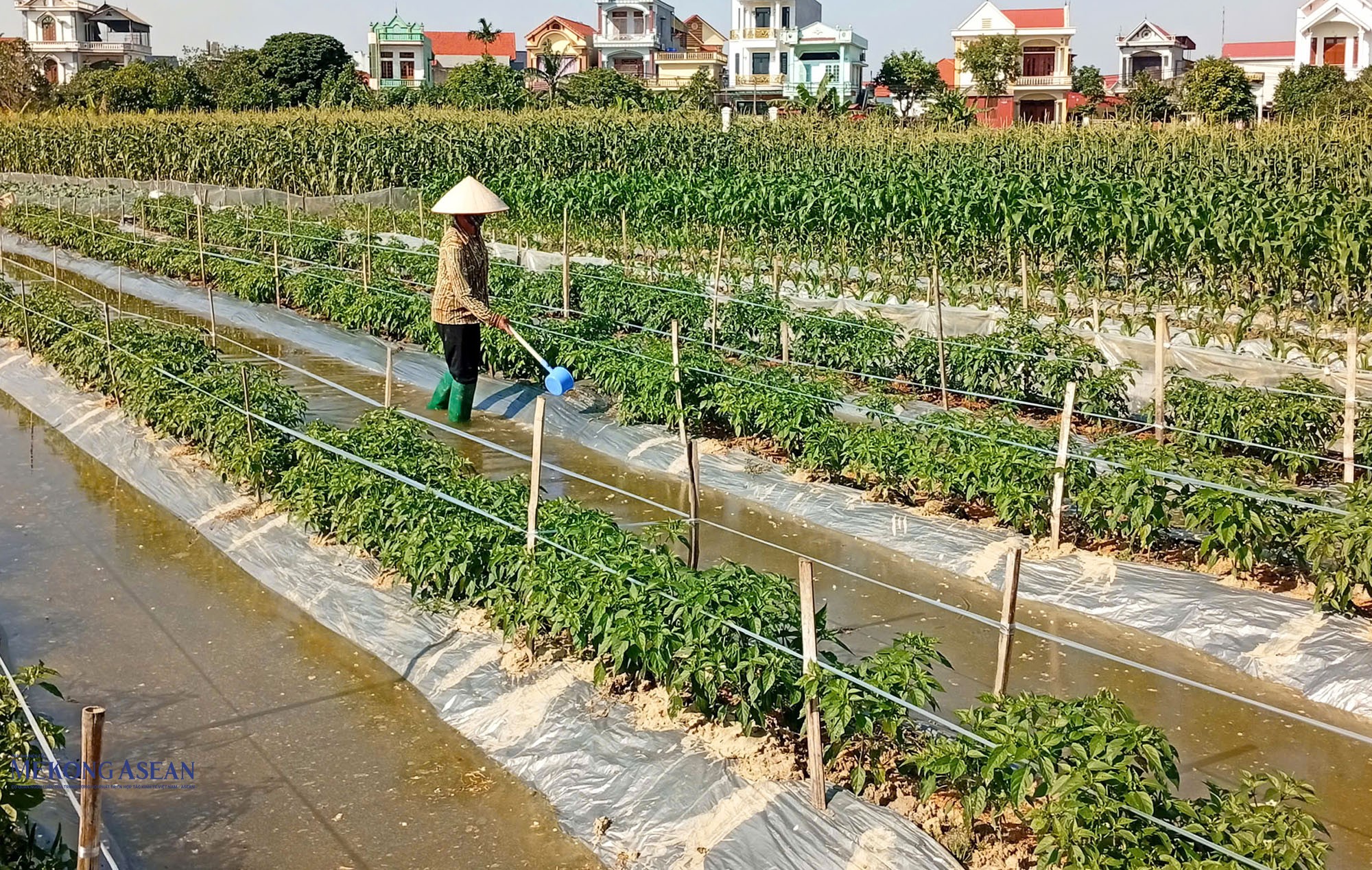 Một trong những vùng canh tác, sản xuất nông sản khu vực phía tây thành phố Hải Phòng. Ảnh: 555win Login.
