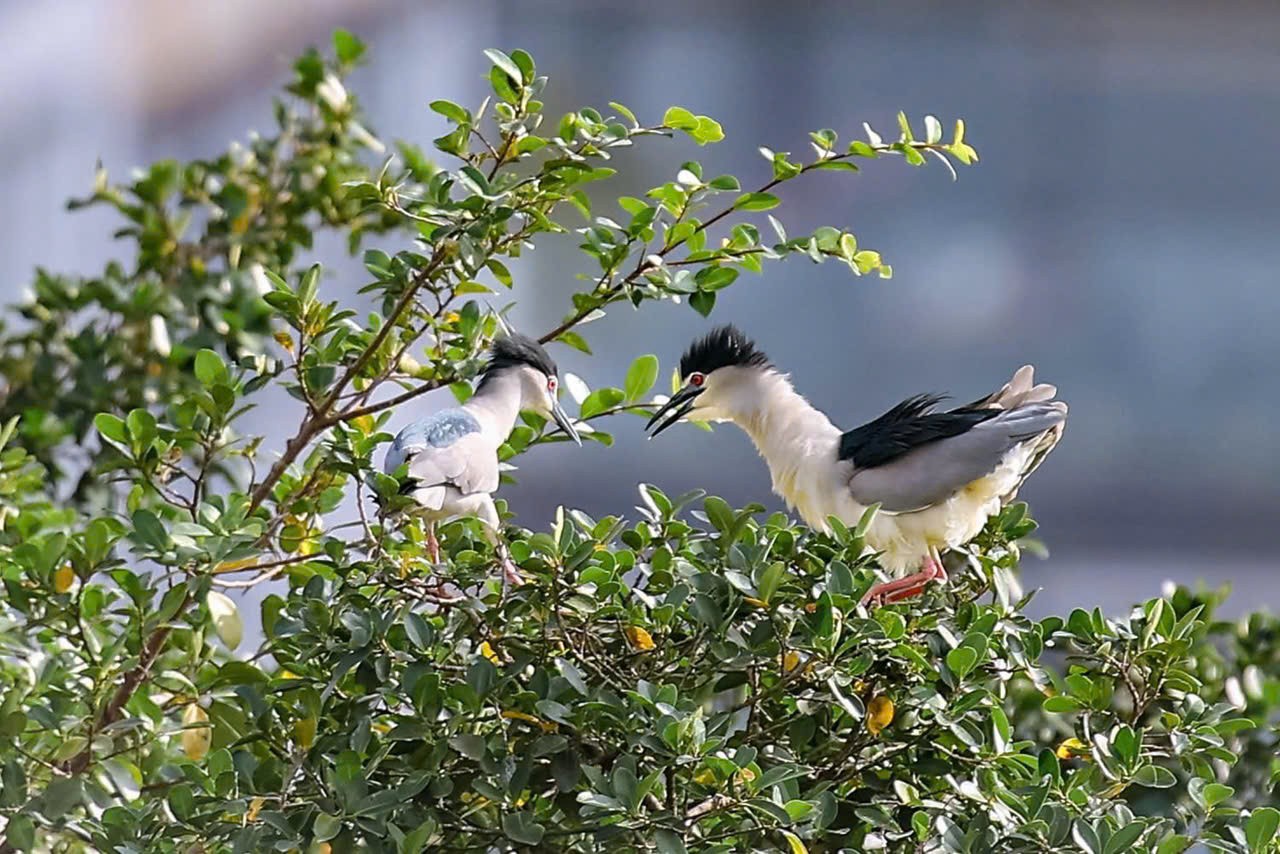 Bản giao hưởng thiên nhiên giữa lòng phố thị