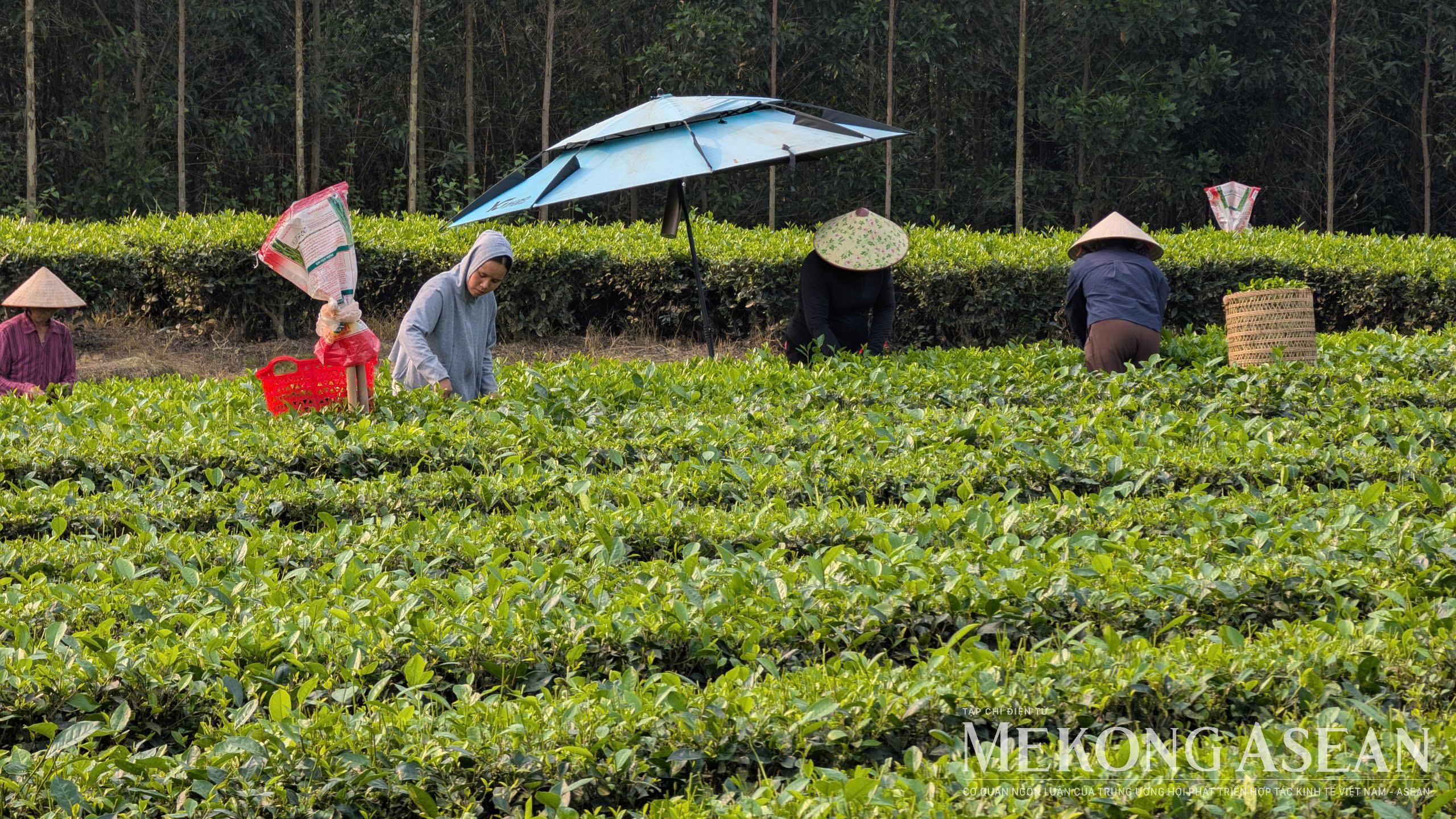 Cơ hội cho Trang Nhà Cái 555win.com - Đăng Nhập +555k chè giao thương tại Quảng Tây vào tháng 5