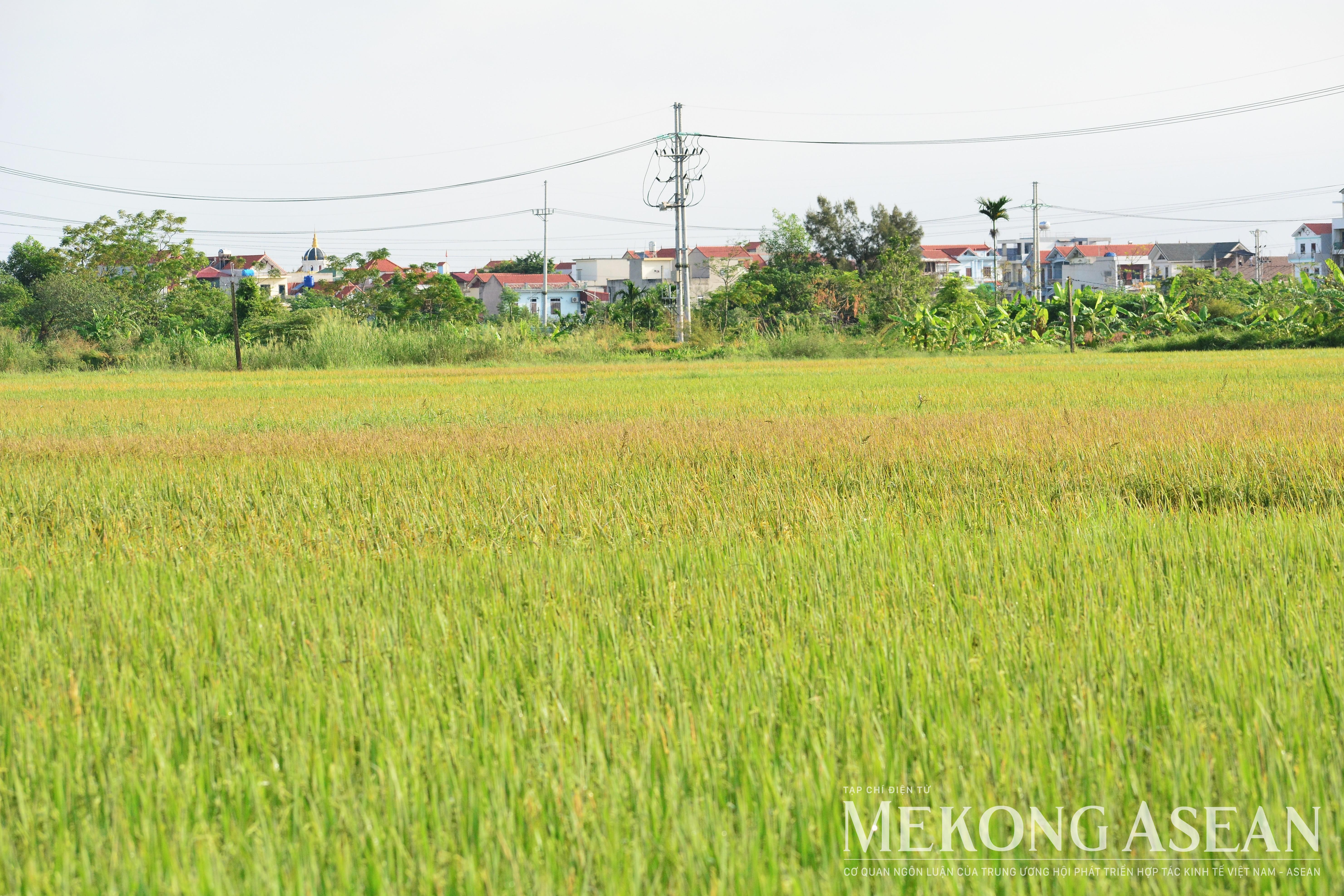 Nuôi trồng cá tra, tôm duy trì đà tăng trưởng trong tháng 4/2026