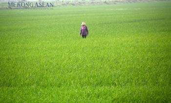 FAO: Chỉ số giá lương thực toàn cầu tăng tháng thứ 3 liên tiếp