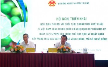 Xuất khẩu bưởi, chanh sang Trung Quốc cần đáp ứng điều kiện gì?