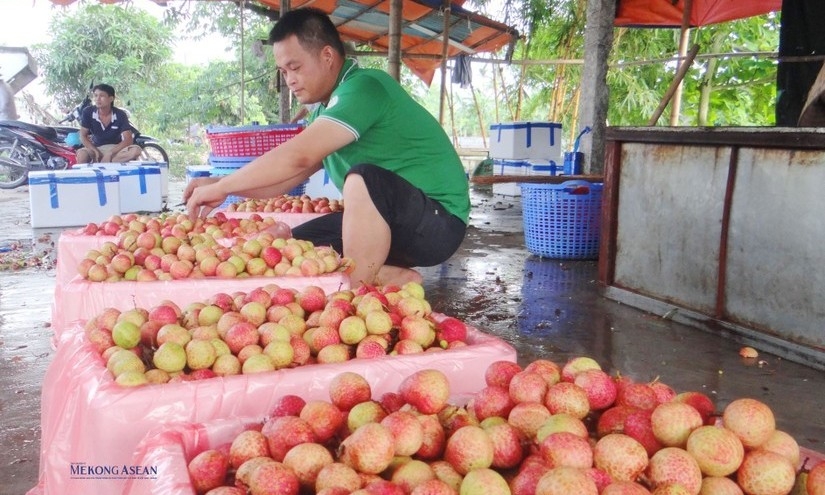 Ưu tiên thông quan nhanh, tạo thuận lợi cho xuất khẩu trái vải