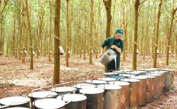 Bất chấp đại dịch, "vàng trắng" tiếp tục cho nông dân lãi lớn