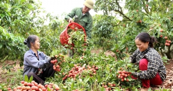 Thêm 3 sản phẩm nông nghiệp được hỗ trợ bảo hộ chỉ dẫn địa lý tại nước ngoài