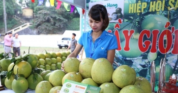 Bưởi Đoan Hùng lần đầu 'đặt chân' lên đất Nga