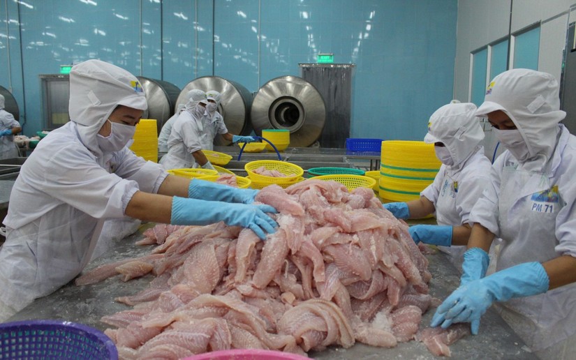 H&agrave;n Quốc l&agrave; thị trường nhập khẩu mực, bạch tuộc lớn nhất của Việt Nam