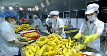 Nông sản Việt không thể trông chờ 'giải cứu' ở thị trường EU