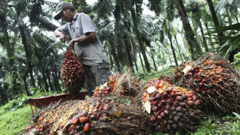 'Vua dầu cọ thế giới' Indonesia phải bình ổn giá dầu cọ trong nước