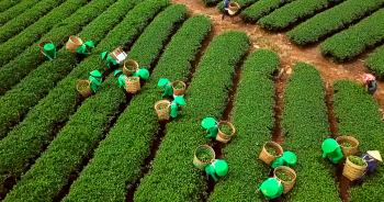 Giá chè xuất khẩu năm 2023 tăng 7,3%