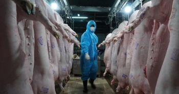 Công điện khẩn về ngăn chặn nhập lậu động vật, thủy sản