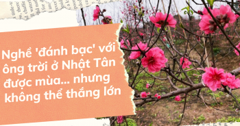 Nghề 'đánh bạc với ông trời' ở Nhật Tân: Được mùa mà vẫn buồn