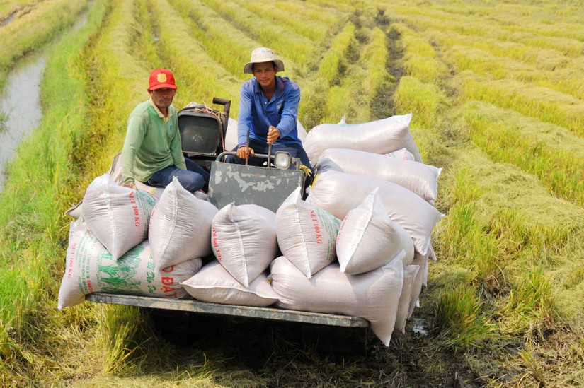 Đối t&aacute;c hai ph&iacute;a Việt Nam v&agrave; H&agrave;n Quốc sẽ c&ugrave;ng tiến h&agrave;nh thử nghiệm nhiều giống l&uacute;a kh&aacute;c nhau, t&igrave;m ra giống chất lượng tốt hơn, mang lại thu nhập cao hơn.