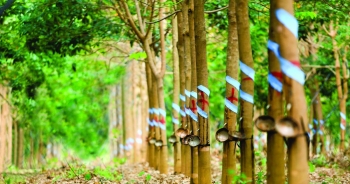 Mảng nông nghiệp nhà Thaco lại lỗ hơn 1.000 tỷ đồng trong năm 2021