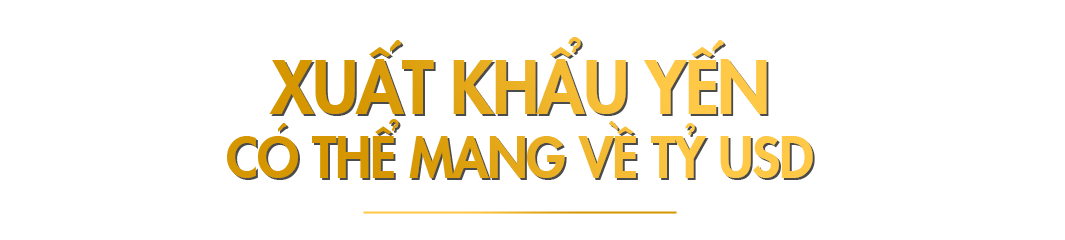 Để nuôi chim yến trở thành ngành 555Win login đăng nhập tỷ USD