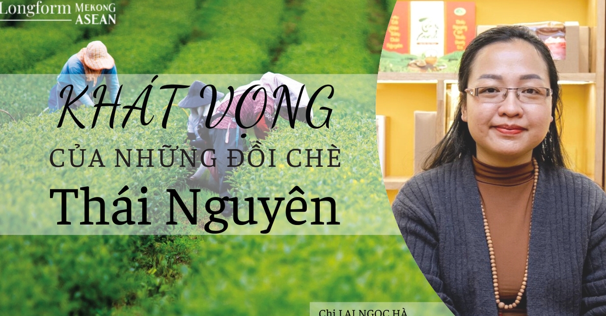 Khát vọng của những đồi chè Thái Nguyên