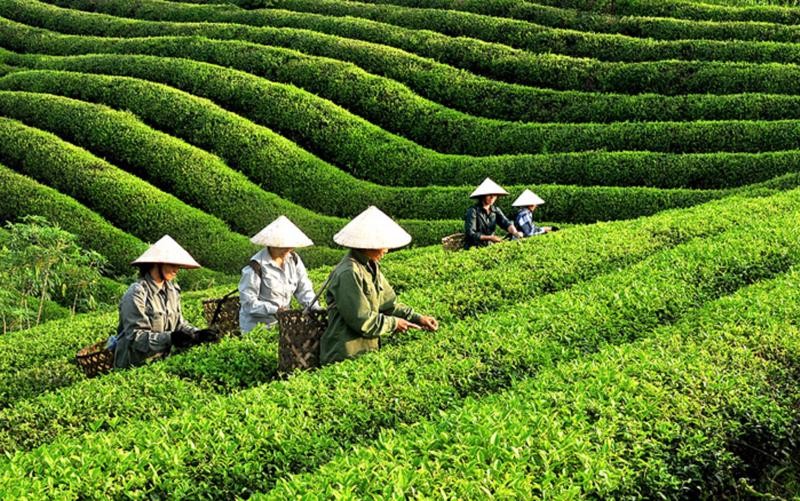 Xuất khẩu ch&egrave; th&aacute;ng 1/2024 tăng trưởng mạnh
