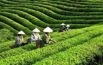 Xuất khẩu chè tháng 1/2024 tăng trưởng mạnh