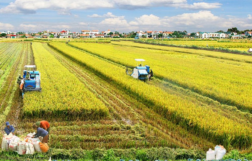 Hướng tới ph&aacute;t triển bền vững v&ugrave;ng chuy&ecirc;n canh l&uacute;a ĐBSCL. Ảnh: TTXVN.