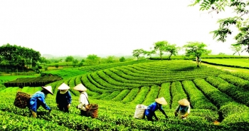 Sắp vào vụ thu hái đầu tiên của năm, giá chè xuất khẩu tăng nhẹ