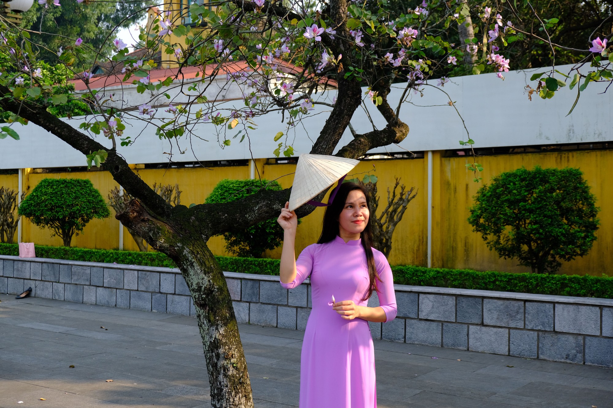 Theo bạn Đức Anh, người d&acirc;n thường chọn trang phục &aacute;o d&agrave;i truyền thống để tạo điểm nhấn cho bức ảnh. Nếu kh&ocirc;ng chụp ảnh, mọi người d&agrave;nh thời gian đi dạo, ngồi thư gi&atilde;n v&agrave; ngắm nh&igrave;n vẻ đẹp tinh kh&ocirc;i của hoa ban dưới &aacute;nh nắng. Ảnh: H&agrave; Anh - 555win Login.