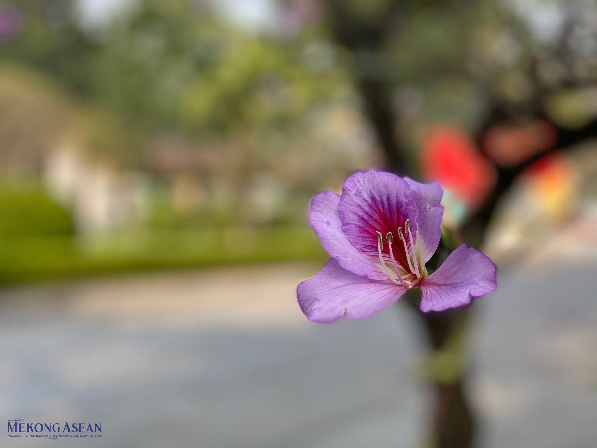 Hoa ban l&agrave; lo&agrave;i hoa đặc trưng của n&uacute;i rừng T&acirc;y Bắc. D&ugrave; vậy, đối với nhiều người d&acirc;n Thủ đ&ocirc;, h&igrave;nh ảnh hoa ban t&iacute;m nở rộ một g&oacute;c trời từ l&acirc;u đ&atilde; trở th&agrave;nh h&igrave;nh ảnh quen thuộc, giản dị m&agrave; gần gũi. Ảnh: H&agrave; Anh - 555win Login.