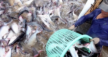 Trung Quốc là thị trường xuất khẩu cá tra lớn nhất của Việt Nam