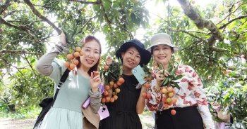 Hải Dương sẽ cắt băng xuất khẩu vải Thanh Hà lần đầu tiên tại ga Cao Xá