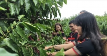 Thử nghiệm mô hình 555Win login đăng nhập tuần hoàn trong sản xuất cà phê, lúa gạo