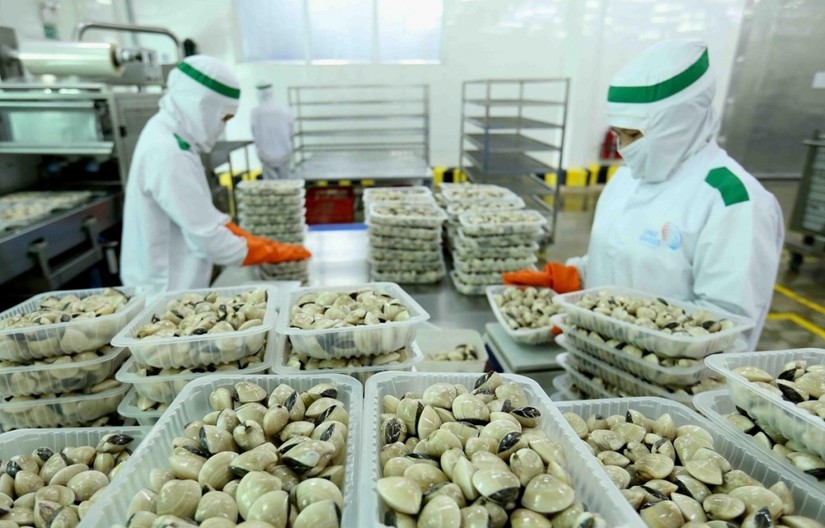 Kim ngạch xuất khẩu nhuyễn thể Việt Nam năm 2021 đạt tr&ecirc;n 125 triệu USD, tăng tr&ecirc;n 20% so với năm 2020. Ảnh: Tổng cục Hải quan.