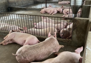 Chăn nuôi lợn gặp khó khăn vì giá thức ăn tăng cao