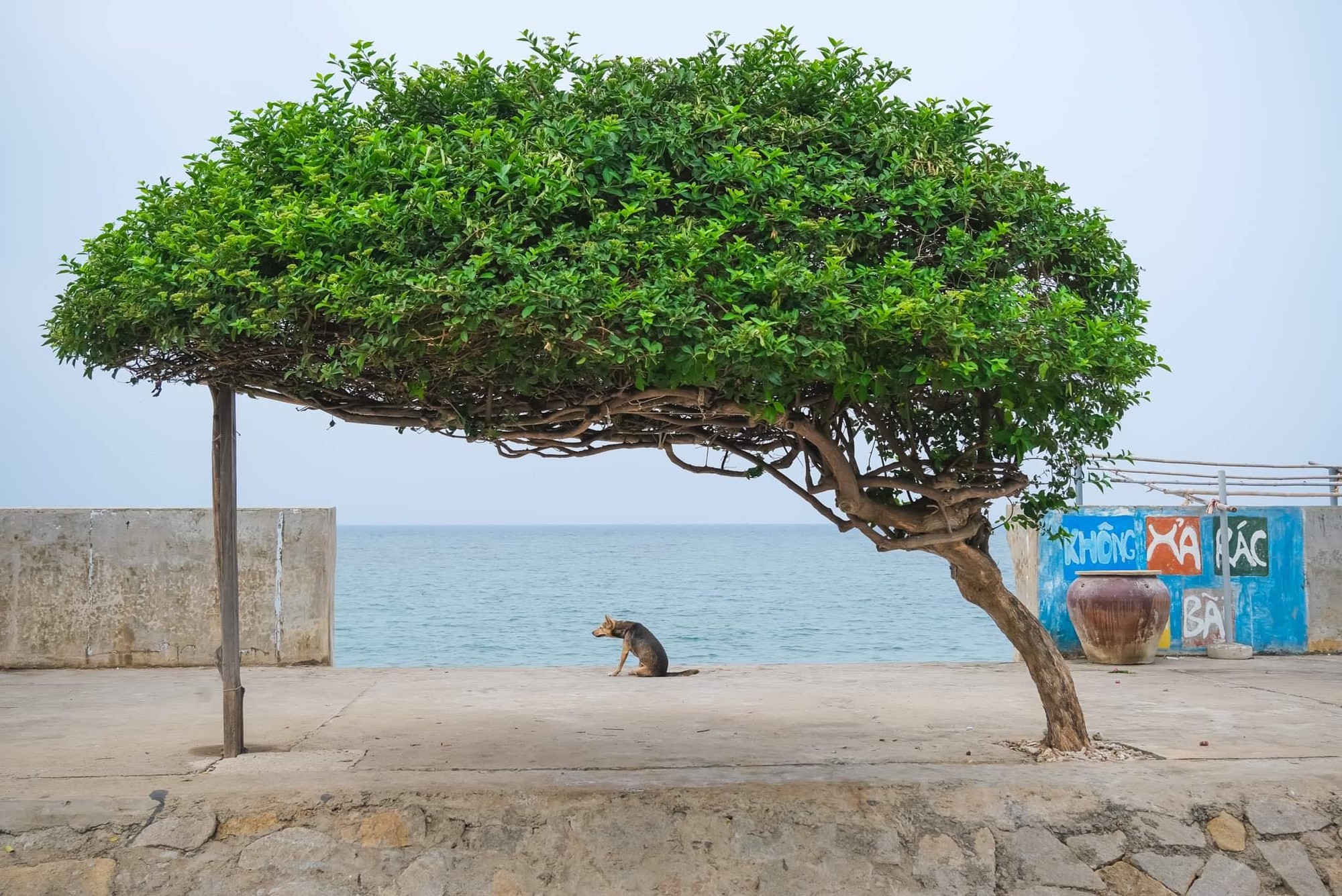 Khoảnh khắc c&ocirc; đơn hiếm hoi của c&acirc;y c&ocirc; đ&ocirc;ng qua ống k&iacute;nh của Lekima H&ugrave;ng