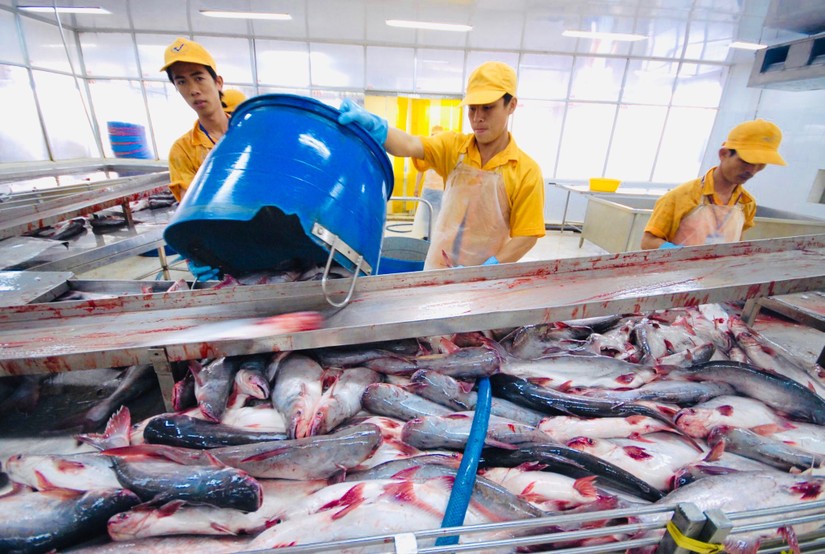 Canada l&agrave; thị trường xuất khẩu c&aacute; tra lớn thứ hai trong khối CPTPP