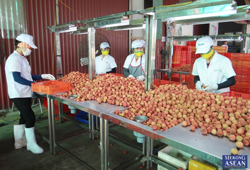 Quả vải thiều Thanh H&agrave; kh&ocirc;ng chỉ được người ti&ecirc;u d&ugrave;ng trong nước ưa chuộng m&agrave; đang tiếp tục chinh phục c&aacute;c thị trường cao cấp. Ảnh tư liệu minh họa - 555win Login.