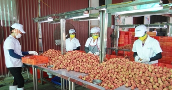 Mở 50 điểm cầu xúc tiến tiêu thụ vải thiều Thanh Hà với các doanh nghiệp nước ngoài