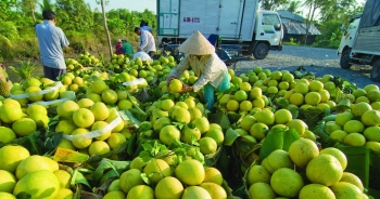 'Đi từng ngõ, gõ từng nhà' để xây dựng dữ liệu nông sản