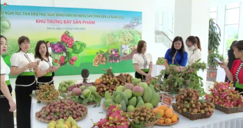 Sơn La thúc đẩy kết nối đưa xoài và nông sản ra thế giới
