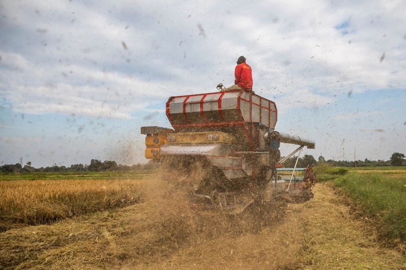 Thu hoạch l&uacute;a tr&ecirc;n một c&aacute;nh đồng ở tỉnh Saraburi, Th&aacute;i Lan. Ảnh: Bloomberg
