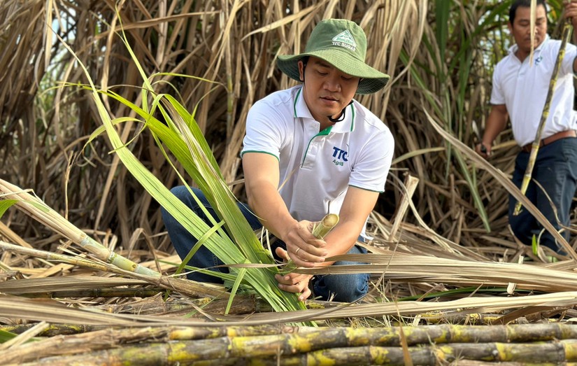 Doanh thu của TTC AgriS tăng cao nhờ gi&aacute; đường lập đỉnh. Ảnh: TTC AgriS