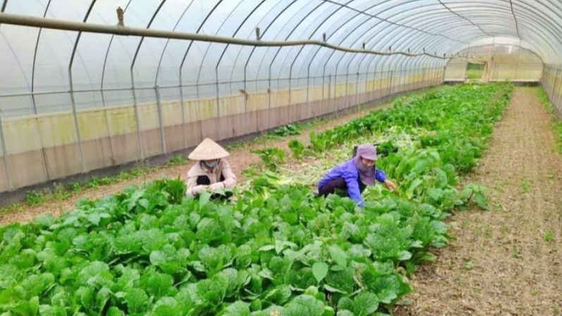 V&ugrave;ng trồng rau xanh hữu cơ an to&agrave;n ngoại th&agrave;nh H&agrave; Nội. Ảnh: VGP.