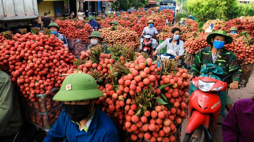 Vụ vải thiều 2023 Bắc Giang ước xuất khẩu khoảng 99.000 tấn. Ảnh: VOV.