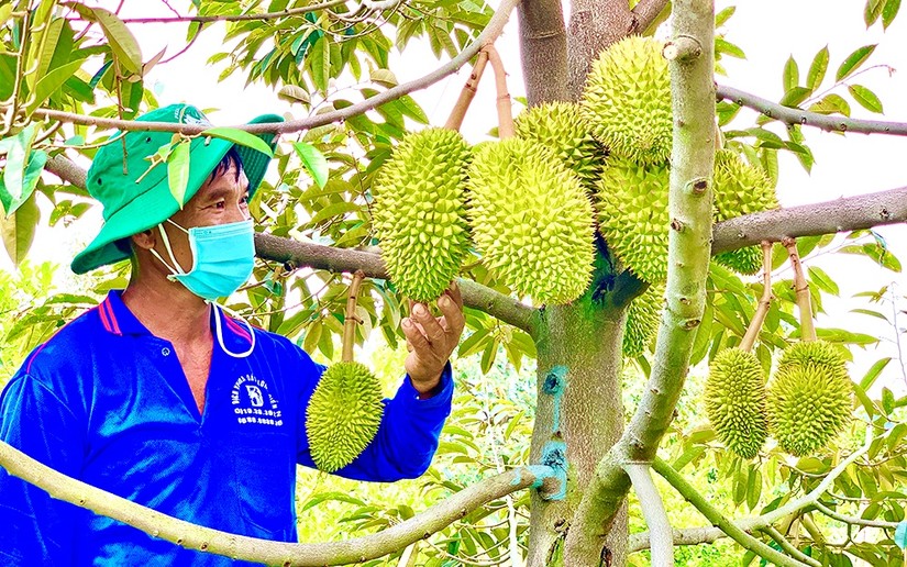 Việt Nam đ&atilde; c&oacute; 293 v&ugrave;ng trồng v&agrave; 115 cơ sở đ&oacute;ng g&oacute;i sầu ri&ecirc;ng đ&atilde; được ph&iacute;a Trung Quốc cấp m&atilde; số xuất khẩu. Ảnh: VGP.