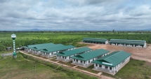 Thaco Agri hướng tới mô hình phát triển 555win Mobi bền vững