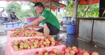 Vải thiều Thanh Hà đang được giá, đẩy mạnh xúc tiến xuất khẩu