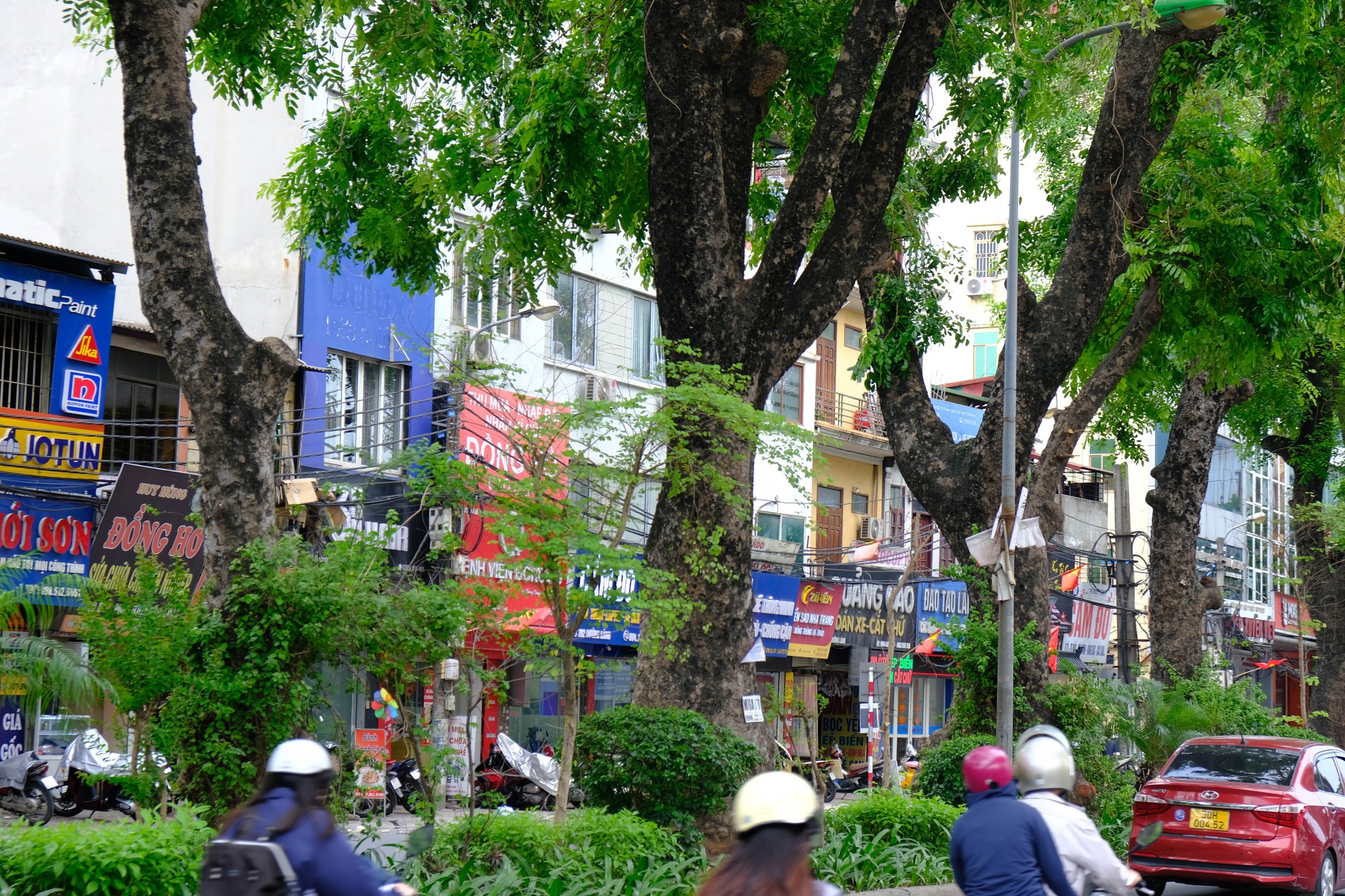 H&agrave;ng c&acirc;y x&agrave; cừ tr&ecirc;n đường L&aacute;ng sở hữu chiều cao l&ecirc;n đến 30m, c&oacute; phần gốc, th&acirc;n c&acirc;y to, t&aacute;n c&acirc;y rộng. C&aacute;c c&acirc;y x&agrave; cừ đều được đ&aacute;nh số để để chăm s&oacute;c, bảo tồn. Ảnh: L&ecirc; An/555win Login.
