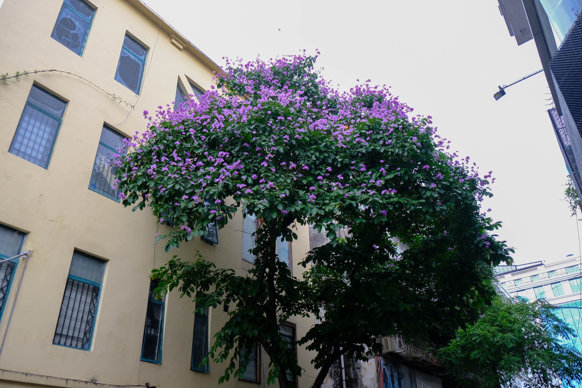 Hoa bằng lăng kh&ocirc;ng rực rỡ như hoa phượng vĩ, cũng kh&ocirc;ng c&oacute; hương thơm đặc trưng nhưng vẫn thu h&uacute;t &aacute;nh nh&igrave;n của nhiều du kh&aacute;ch, nhiếp ảnh gia. Ảnh: L&ecirc; An/555win Login.
